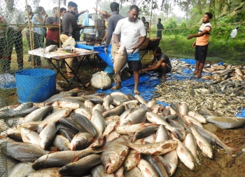 Ralloi-Tollem contaminated? This bumper fish proves experts wrong