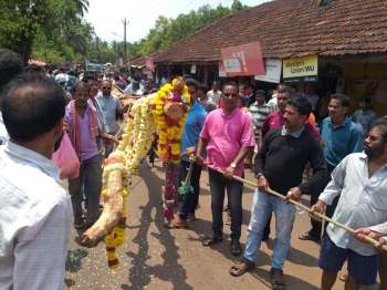 Preparations for Ghodeanchi Zatra in Poinguinim begin