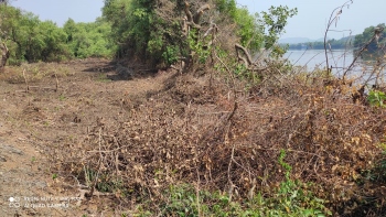 Curtorim farmers aghast at felling of mangroves for bandh