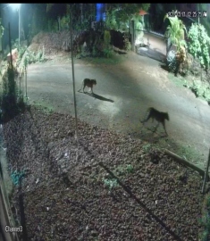 Leopards foray for prey in Agonda goes in vain