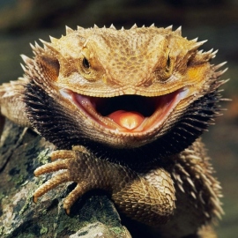 Reptiles: Why one in five species face extinction