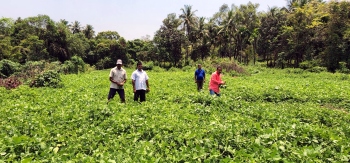 Community farming revives veggies' cultivation