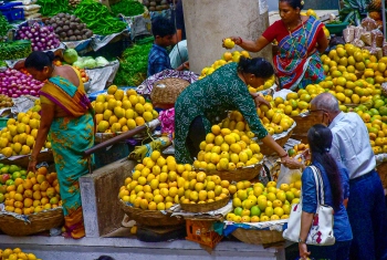 GI tag likely for Goa’s Mancurado mango