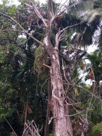 Uprooted tree leans precariously on coconut tree at Galgibaga