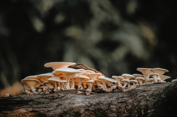 It’s time to include fungi in global conservation goals