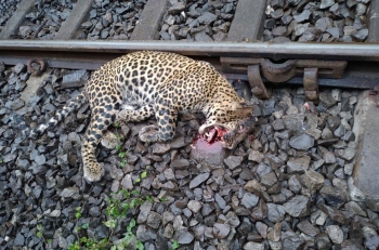 Leopard found dead along railway track