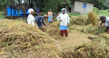 Xeldem paddy cultivators lament huge losses due to incessant rains in State
