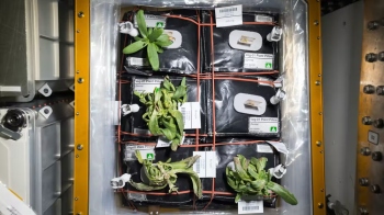 Over 100 yrs of Antarctic agriculture is helping scientists grow food in space