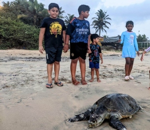 Fishermen say pollution may have led to death of turtles and dolphin in Salcete