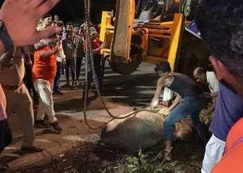 Bull rescued from abandoned irrigation canal chamber