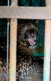 Female leopard rescued in Velim