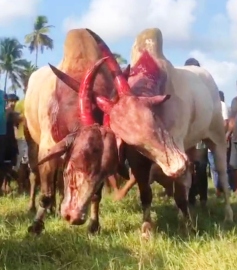 Police arrest 2 after bullfight video at Varca goes viral