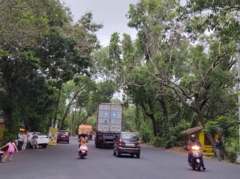PWD yet to trim trees leaning ‘dangerously’ on NH-66