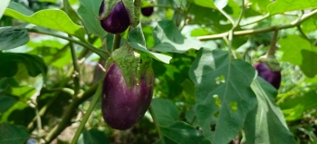 Delay in payment by Horticulture dept causes Sanguem farmers huge losses