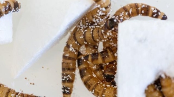 Creepy-crawly solution to the worlds plastic pollution crisis: Superworms
