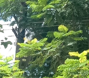 Branches need to be pruned to avoid a electrical disaster