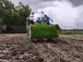 Green initiative: Farmers bring 170 ha of fallow fields under paddy cultivation in Chinchinim