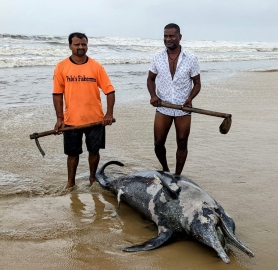 Dolphin carcass washes ashore at Benaulim beach