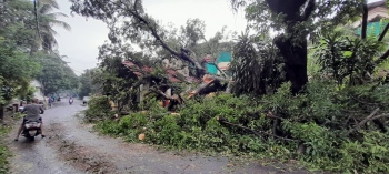 Tree falls keep firefighters busy in Old Goa