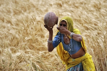 Intensifying heat waves threaten South Asia’s struggling farmers