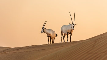 Temporarily overshooting 2Â°C would cause permanent damage to species