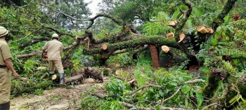 Tree falls damage power lines in Agassaim, leads to power outages