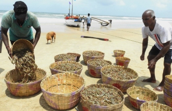 Salcete fishermen net bumper catch of solar shrimp