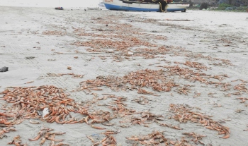 Tonnes of shrimp go to waste for want of agents and storage