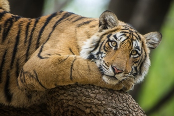 Eye of the tiger: Reality check on ‘International Tiger Day’