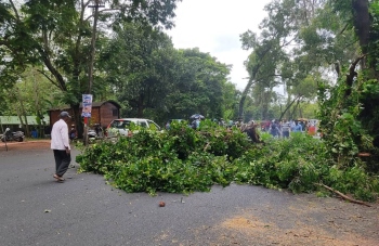 Aged trees get a trim along NH66