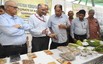 Govt plans to set up separate corps for coconut and mango production