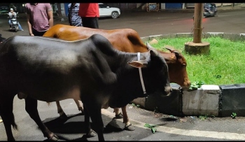 Group of animal lovers tie reflector belts on stray cattle