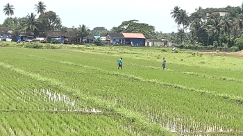 Farmers hold on to hope of stilts, cultivate fields