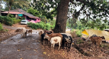 Rising mishaps due to stray cattle in Sattari taluka