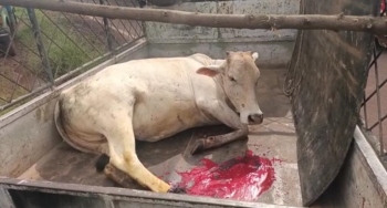 Animal lover skips office, spends money to rescue cow
