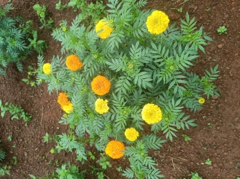 80% loss of marigold crop in Sattari