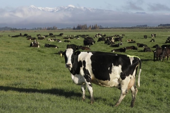 Climate Change: New Zealand proposes taxing cow burps, angering farmers
