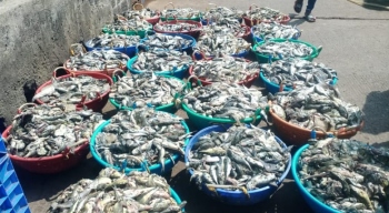 Two trawler owners claim losses over fish spoilage