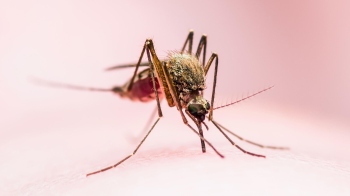 Are you a mosquito magnet? It could be your smell