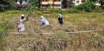 Black rice cultivation yields rich dividend for Rawanfond farmer