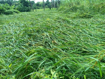 Farmer sustains huge losses in Netravali