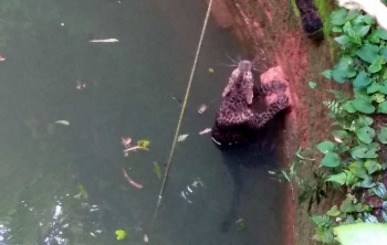 Leopard rescued from well at Shelim-Loliem