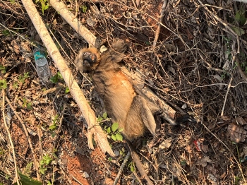 Monkey hit by vehicle in Sancoale, suffers injuries