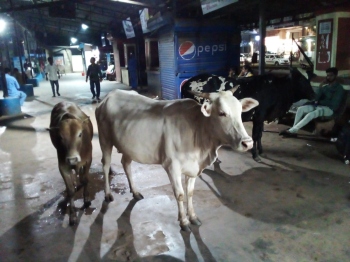 Photos of stray cattle at Margao bus stand go viral