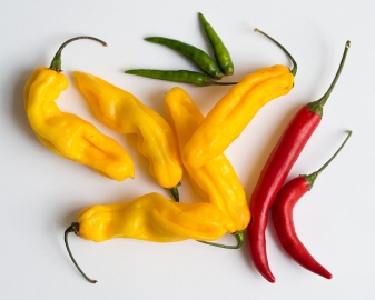 Why some like it hot: science of spiciness