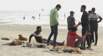 No solution yet on stray dogs menace on Colva beach