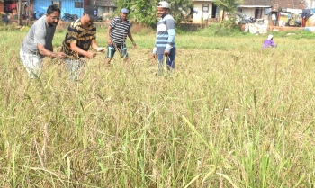 Seafarer from Benaulim emerges as progressive farmer amid pandemic
