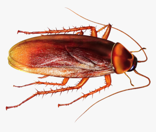 Cockroach: Our arcane associate