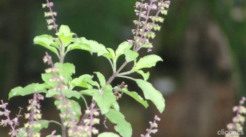 Medicinal plants going extinct: WAC calls for conservation