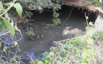 Salpem lake pollution is pressing issue: HC on seeking timeline for sewerage works